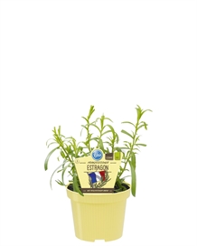 Estragon økologisk, 12 cm